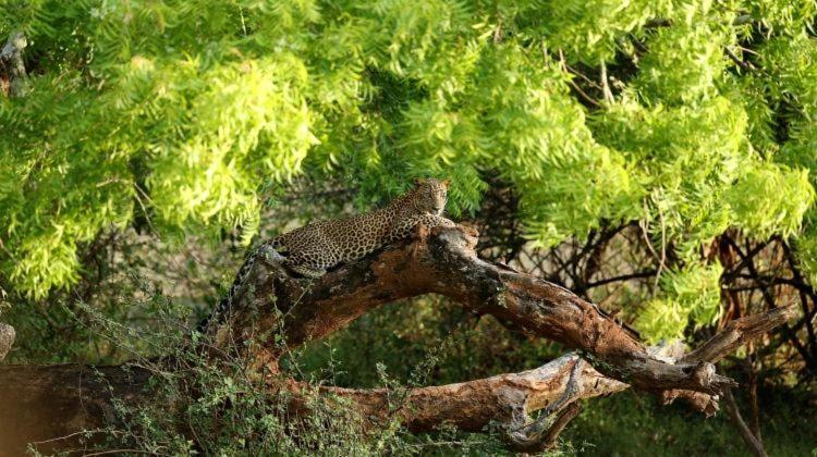 Yala Leopard Mobile Camp 호텔 외부 사진